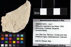 Foto (Objket + Etiketten) von Pithonoton marginatum (von Meyer, 1842) 